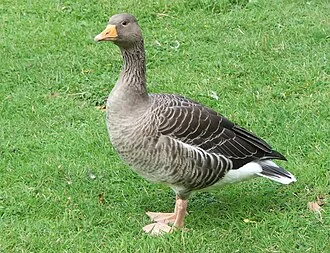 Geese