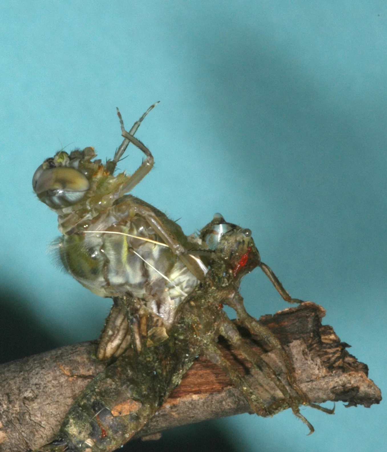 Metamorphosis cover art