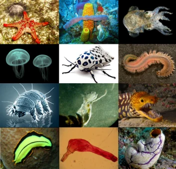 Animals cover art