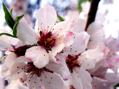 Blossoms