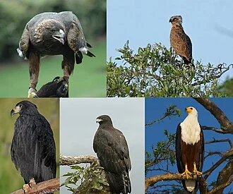Eagles