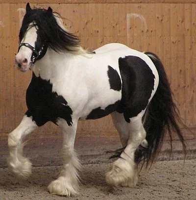 Piebald